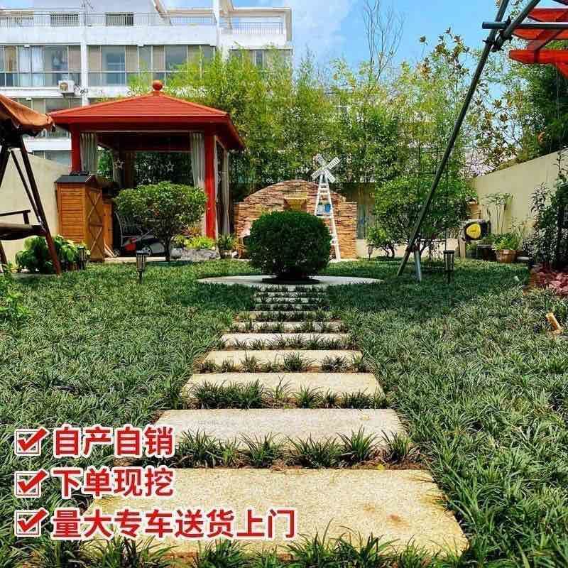 批发日本矮麦冬草苗超矮特级一品耐阴耐寒四季