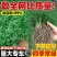 批发日本矮麦冬草苗超矮特级一品耐阴耐寒四季