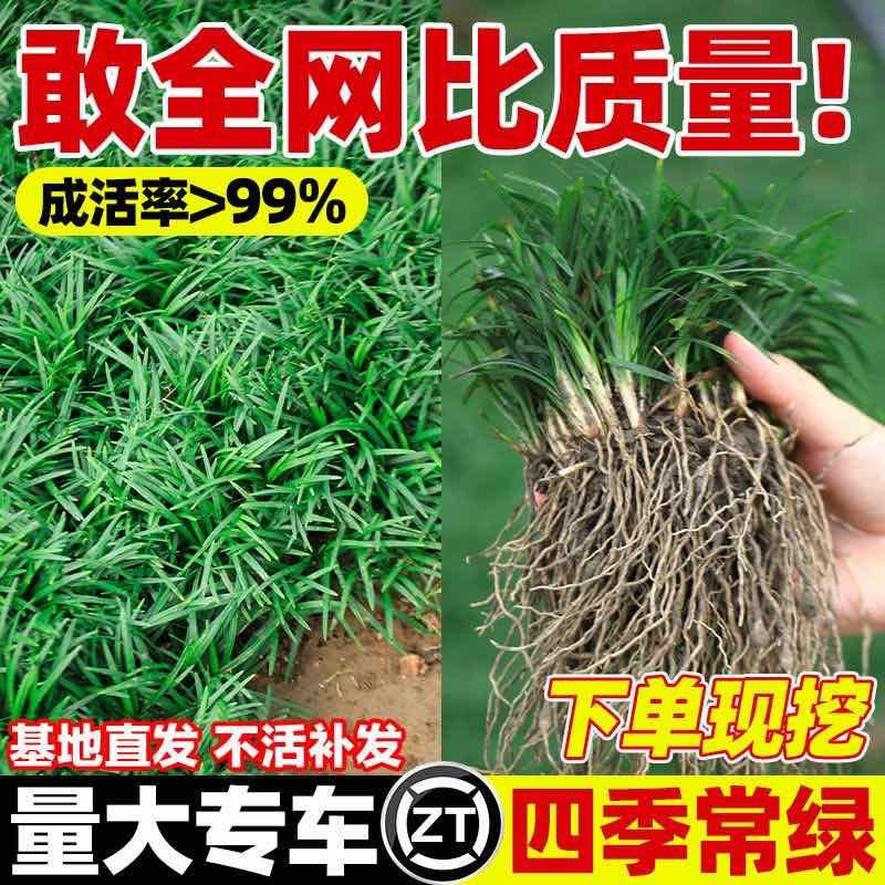 批发日本矮麦冬草苗超矮特级一品耐阴耐寒四季