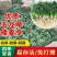 批发日本矮麦冬草苗超矮特级一品耐阴耐寒四季