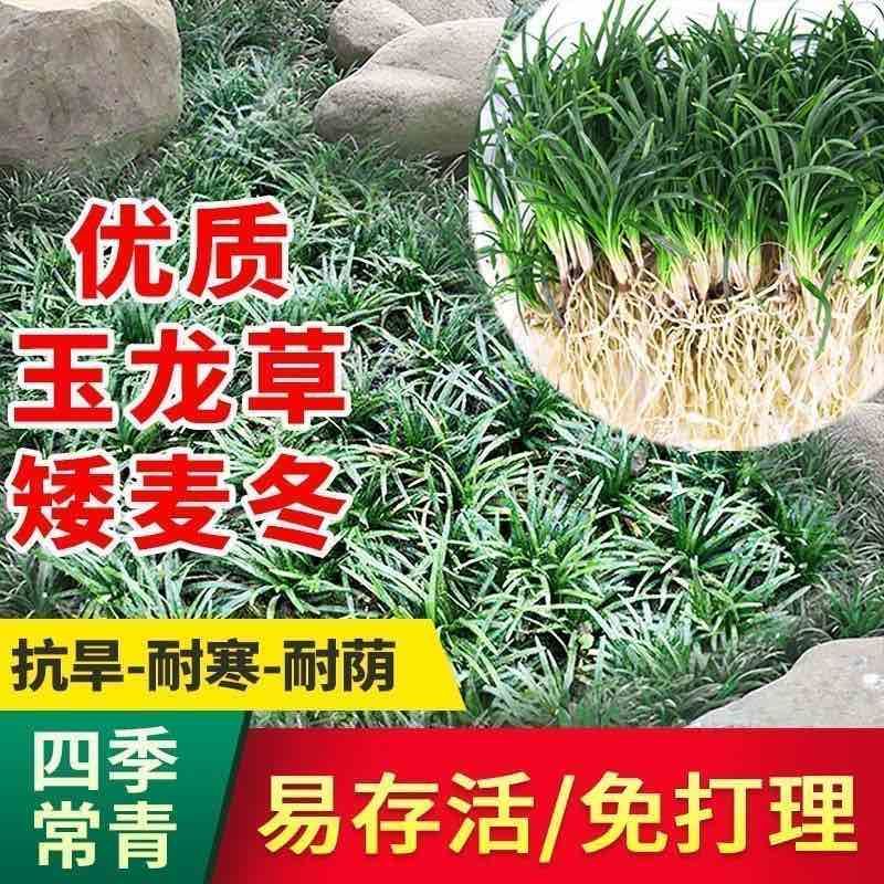 批发日本矮麦冬草苗超矮特级一品耐阴耐寒四季