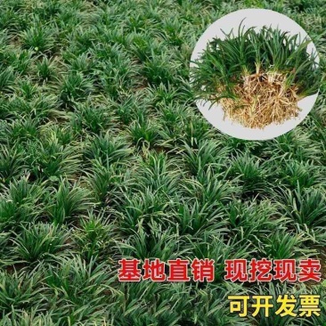批发日本矮麦冬草苗超矮特级一品耐阴耐寒四季