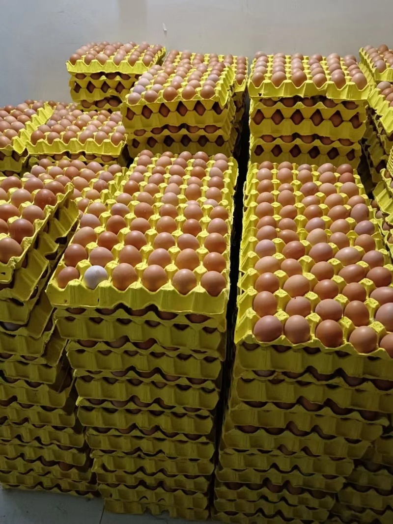 精品箱装红壳鸡蛋