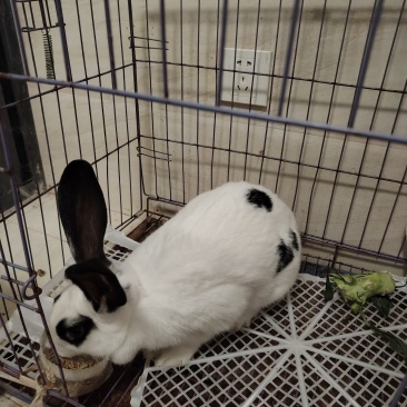 一只兔子🐰