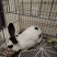 一只兔子🐰