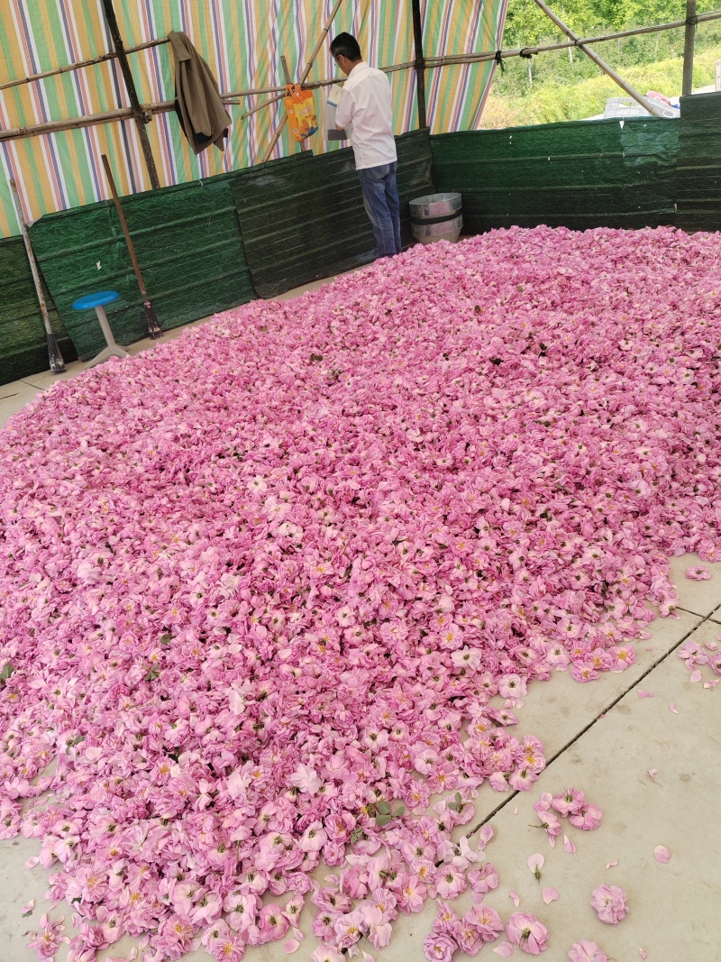 出售大马士革玫瑰花200亩