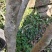 映山红