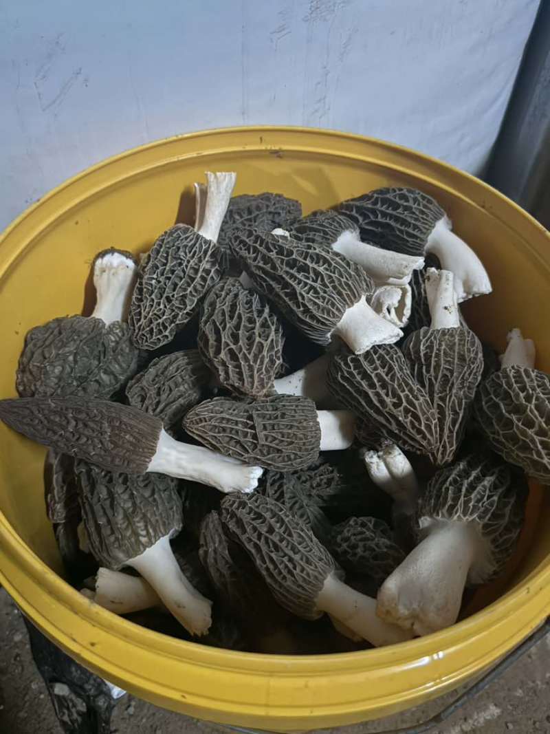 羊肚菌