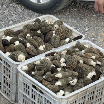 羊肚菌