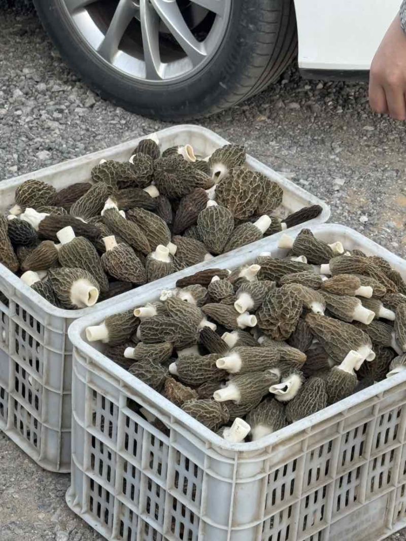 羊肚菌