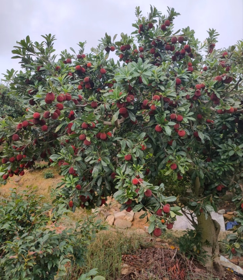 杨梅快上市可以提前预定