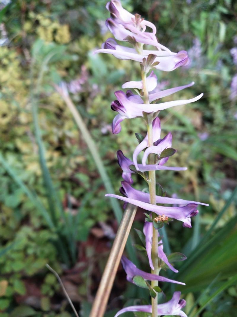 鲜花好物