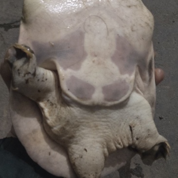 江河甲鱼
