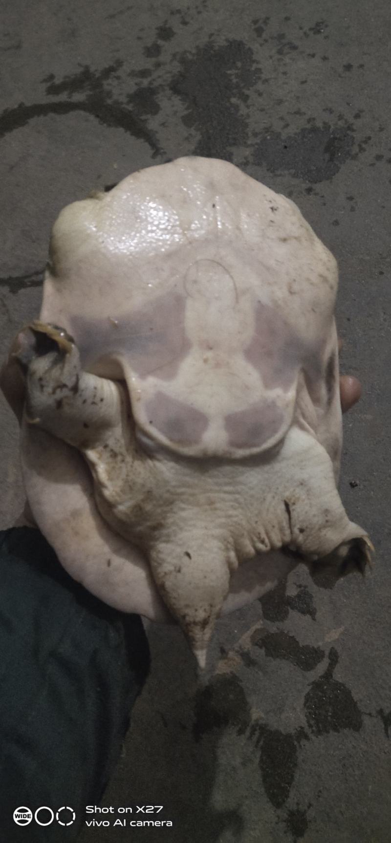 江河甲鱼