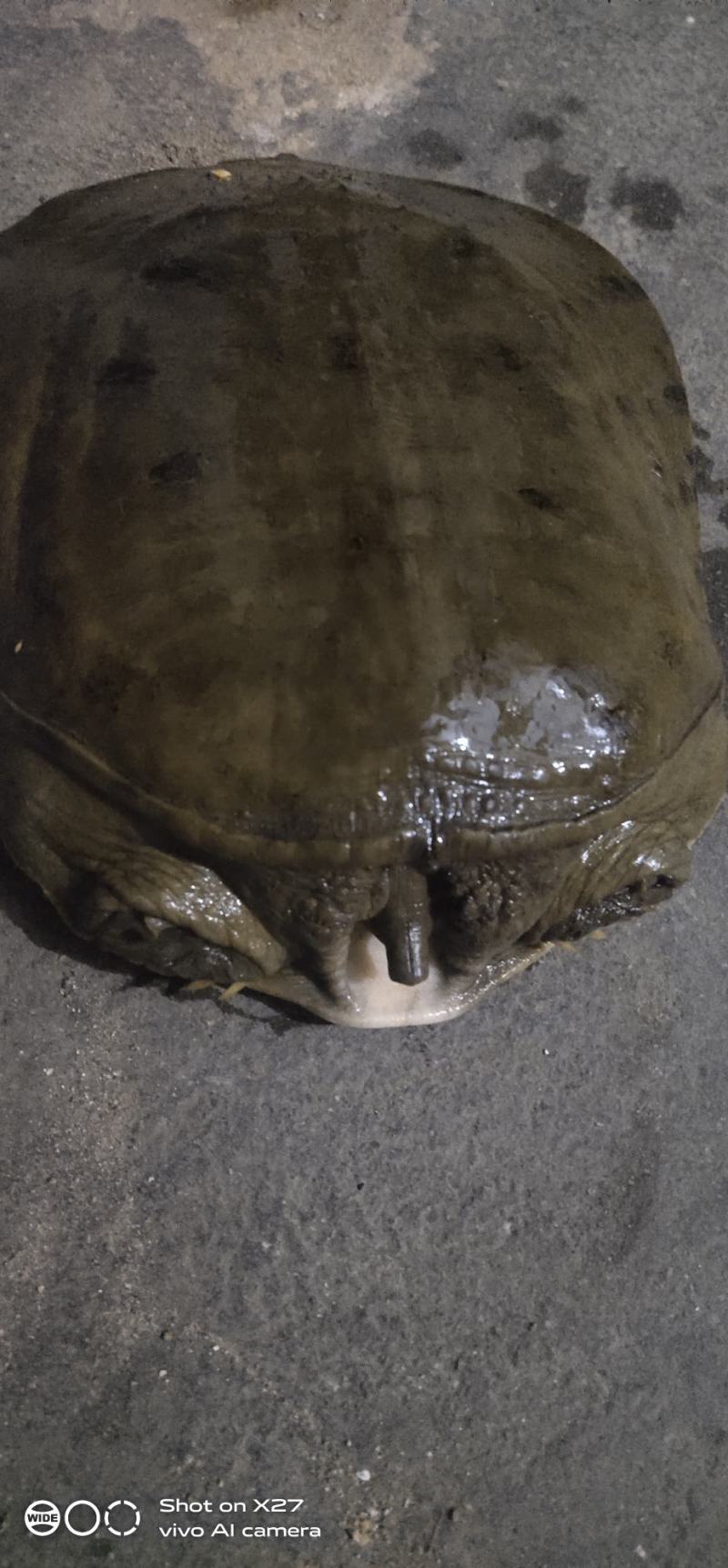 江河甲鱼