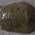 江河甲鱼