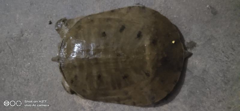 江河甲鱼