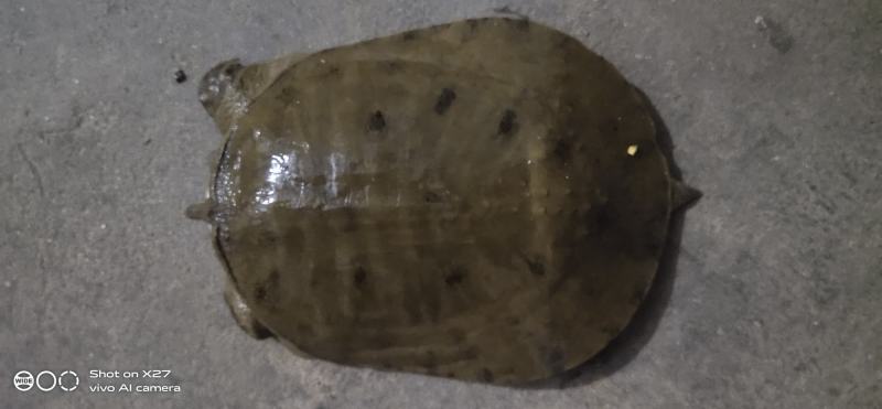 江河甲鱼