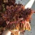 四川大竹香椿