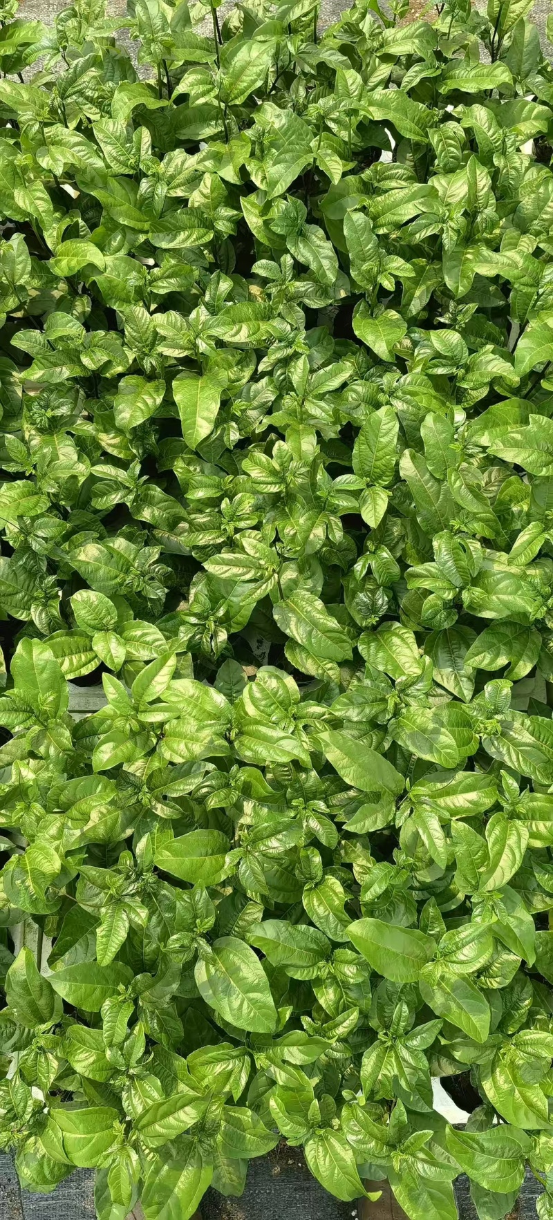百香果
