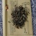 石见穿中药材石打穿石大川紫参月下红乌沙草五凤花中草