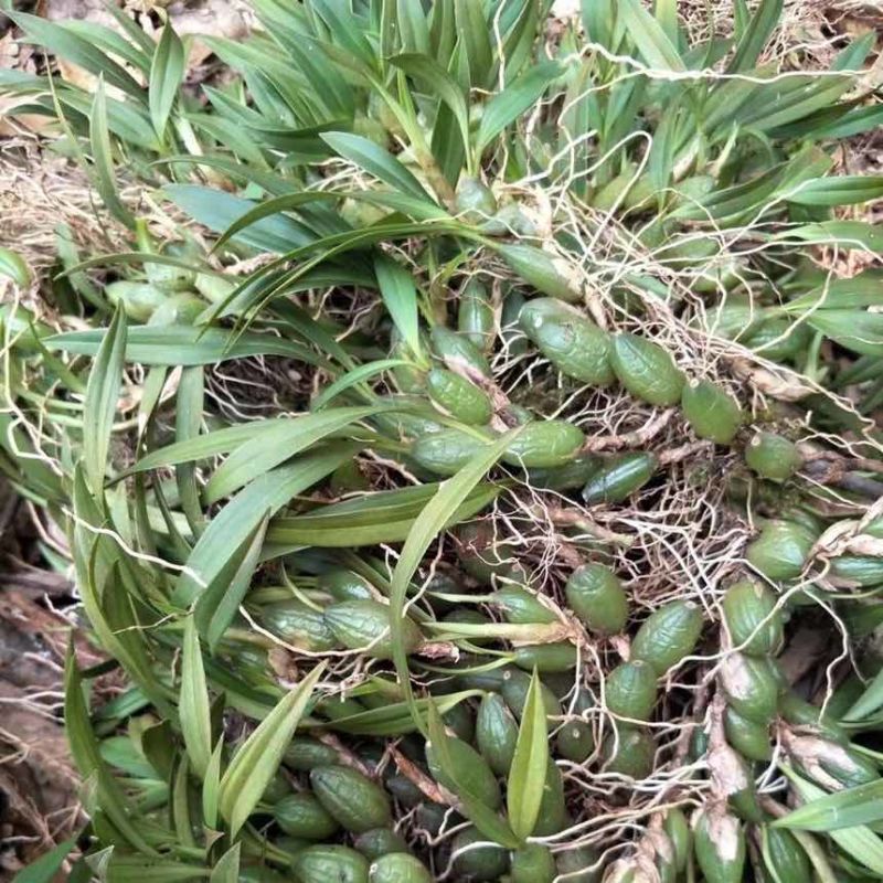 石橄榄双叶小果新鲜石仙桃岩柱石石上莲云南现摘