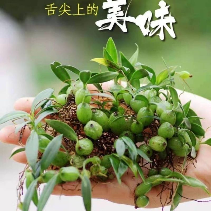 石橄榄双叶小果新鲜石仙桃岩柱石石上莲云南现摘