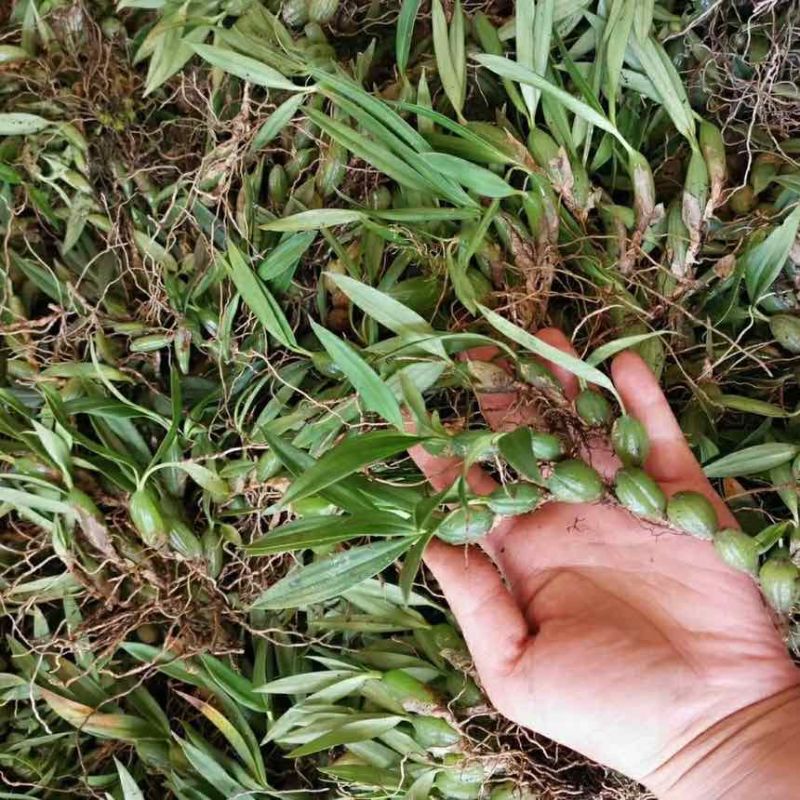 石橄榄双叶小果新鲜石仙桃岩柱石石上莲云南现摘