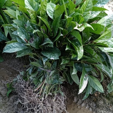 草珊瑚苗