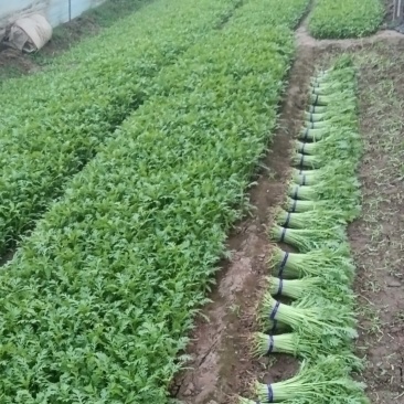 茼蒿