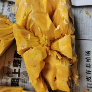 黄肉菠萝蜜