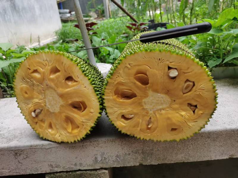 黄肉菠萝蜜