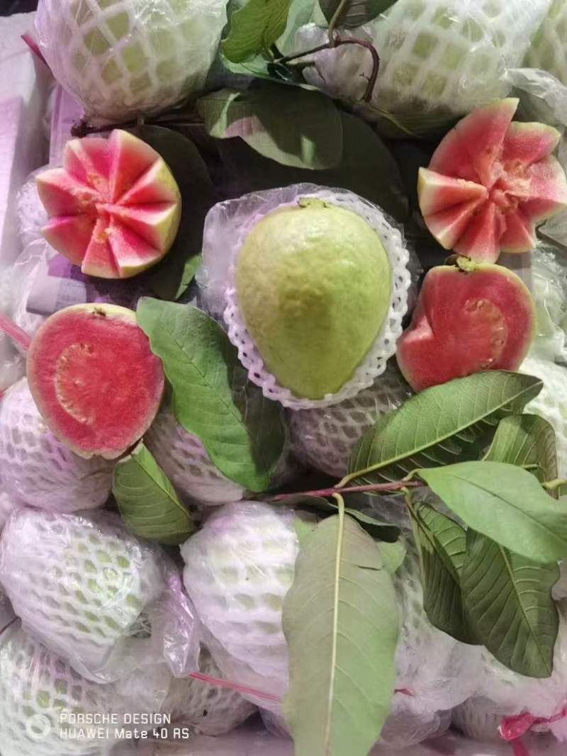广东西瓜红番石榴珍珠白番石榴