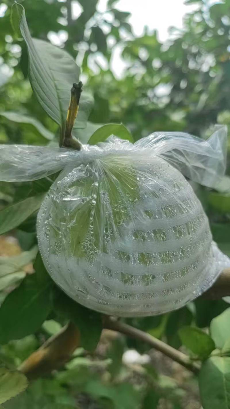 广东西瓜红番石榴珍珠白番石榴