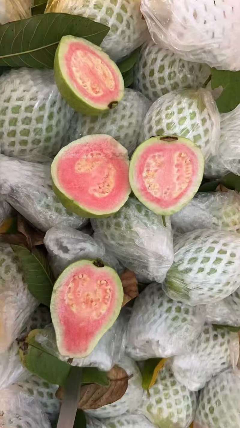 广东西瓜红番石榴珍珠白番石榴