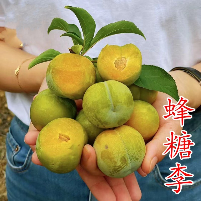 正宗蜂糖李子苗，西南果树苗批发