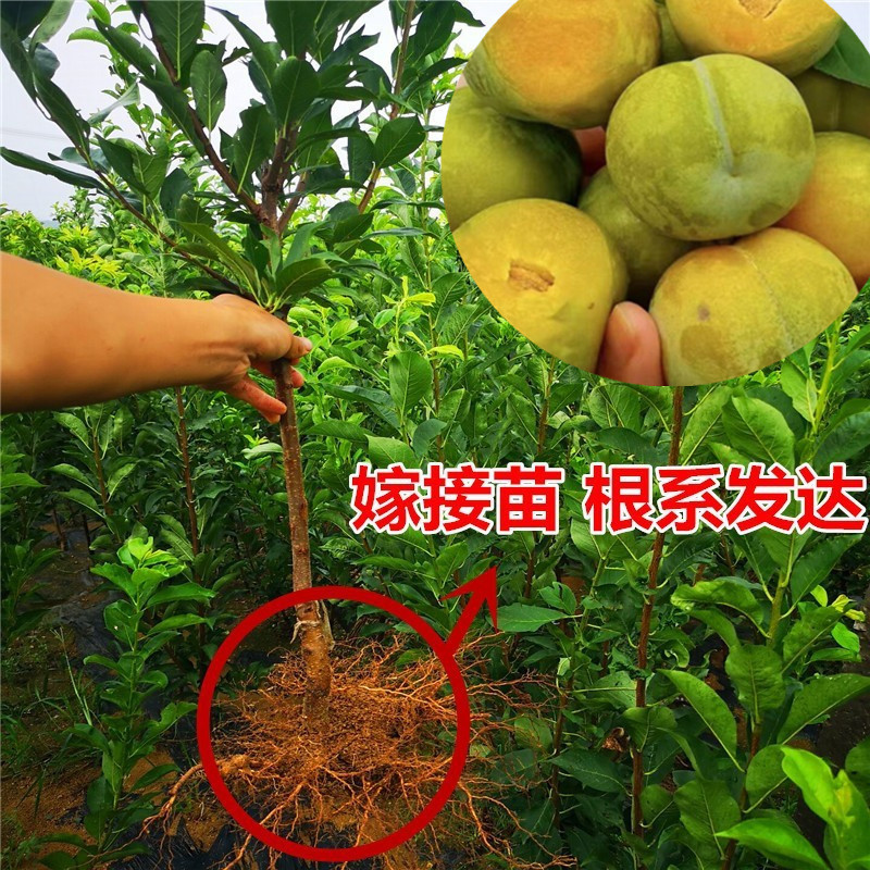 正宗蜂糖李子苗，西南果树苗批发