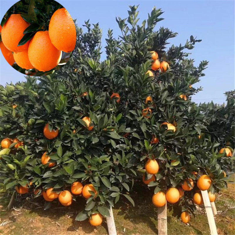 脐橙树，正宗奉节脐橙纽荷尔脐橙六公分的