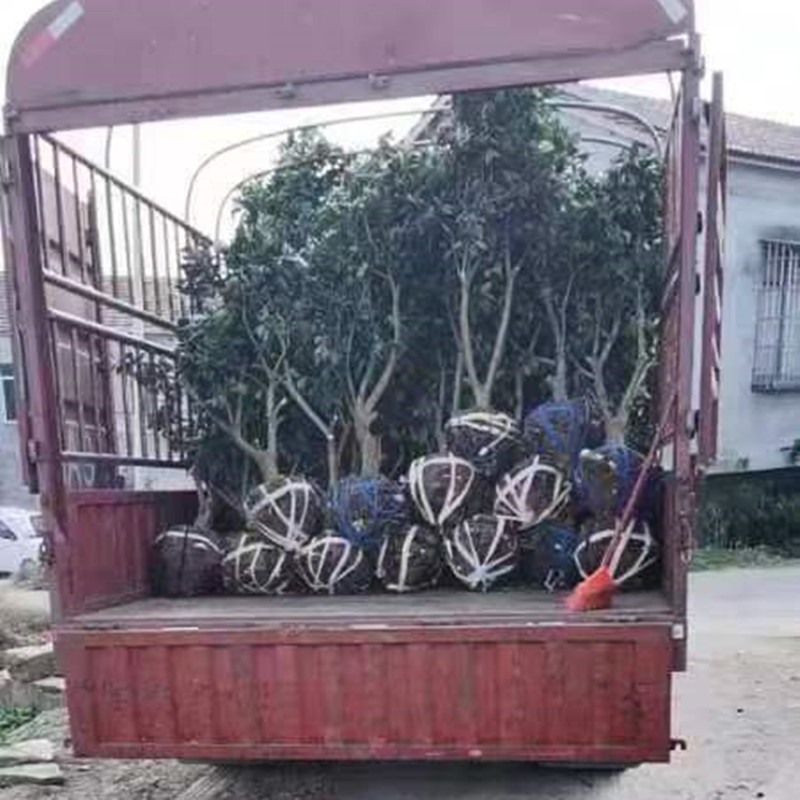 脐橙树，正宗奉节脐橙纽荷尔脐橙六公分的