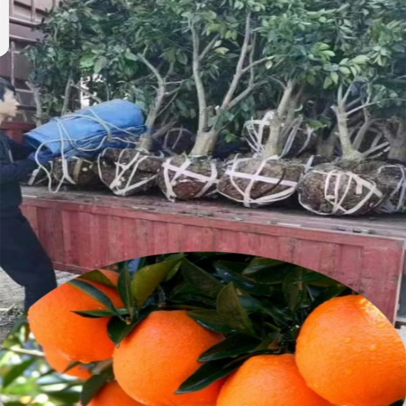 脐橙树，正宗奉节脐橙纽荷尔脐橙六公分的