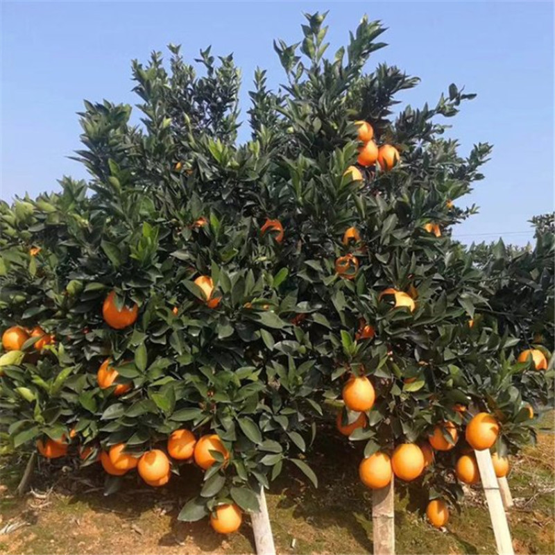 脐橙树，正宗奉节脐橙纽荷尔脐橙六公分的