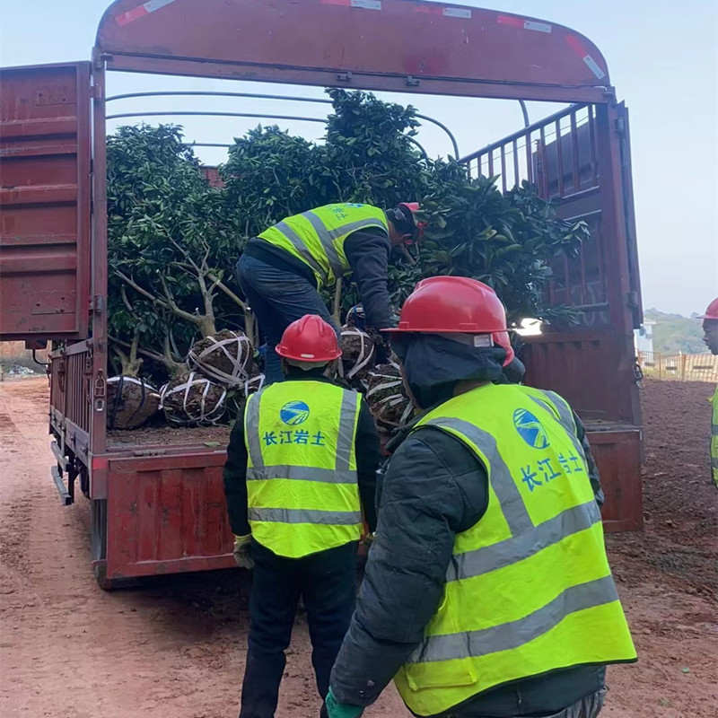 脐橙树，正宗奉节脐橙纽荷尔脐橙六公分的