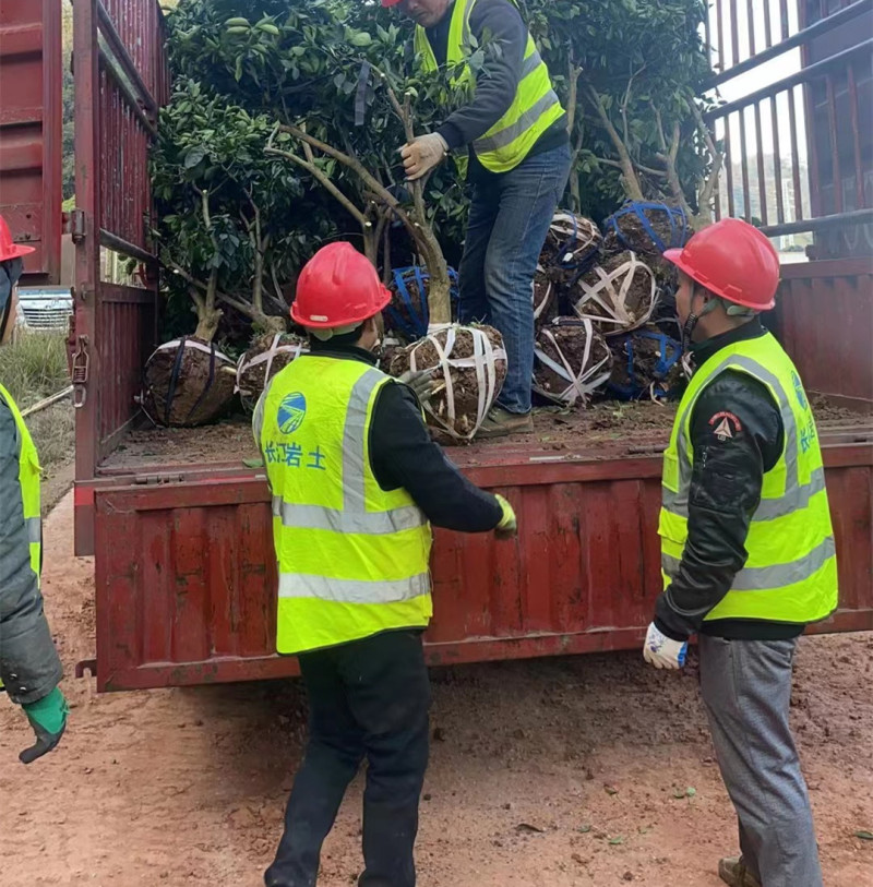 脐橙树，正宗奉节脐橙纽荷尔脐橙六公分的