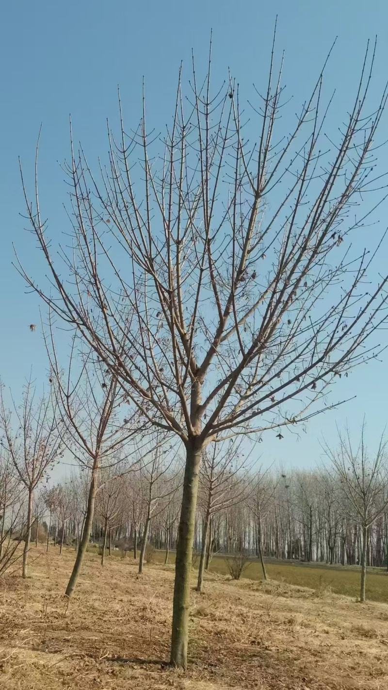 缤纷秋色枫叶槭6-14公分2500棵