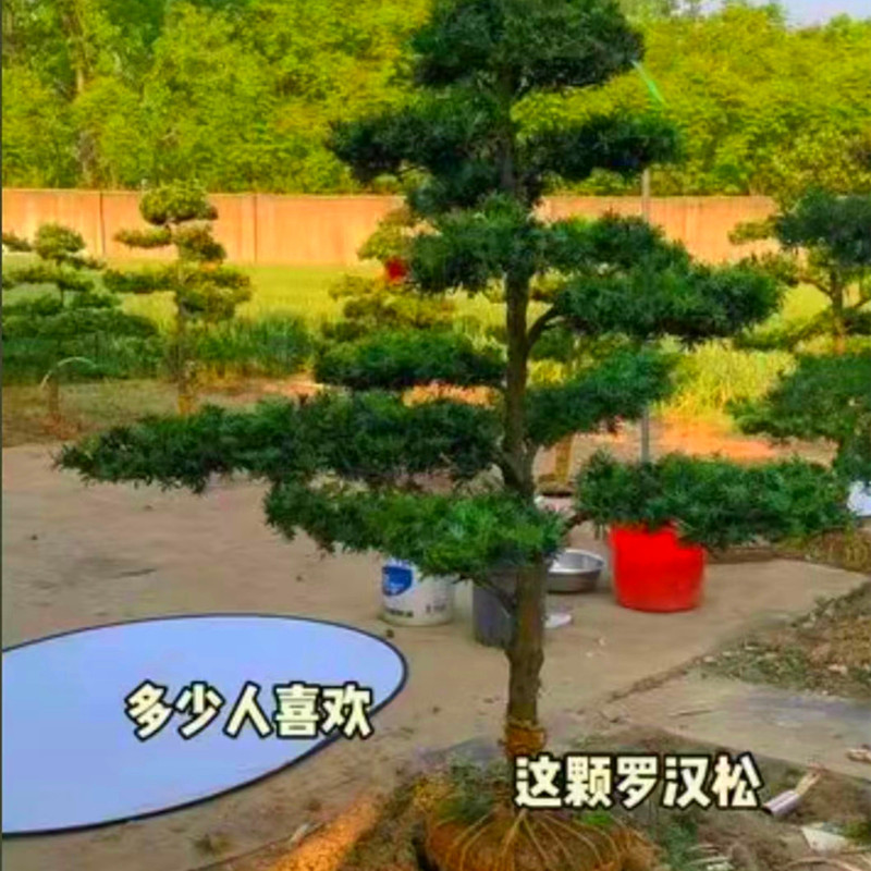 罗汉松造型罗汉松6到8公分