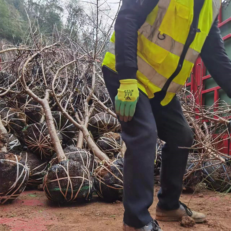 桃树，嫁接桃树，8到10公分
