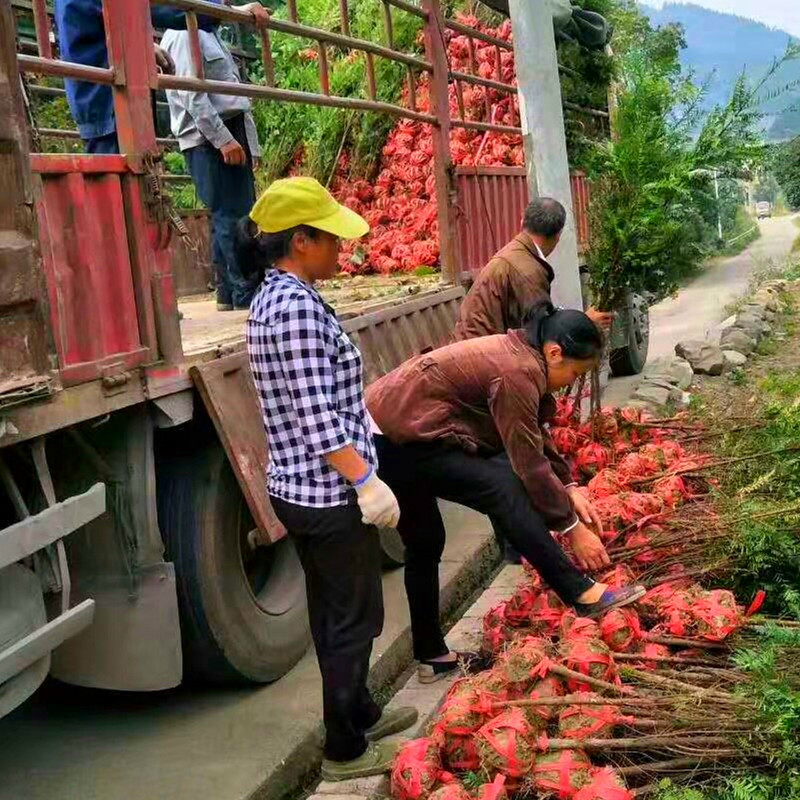 红豆杉南方红豆杉批发，三公分