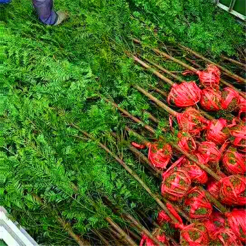 红豆杉南方红豆杉批发，三公分