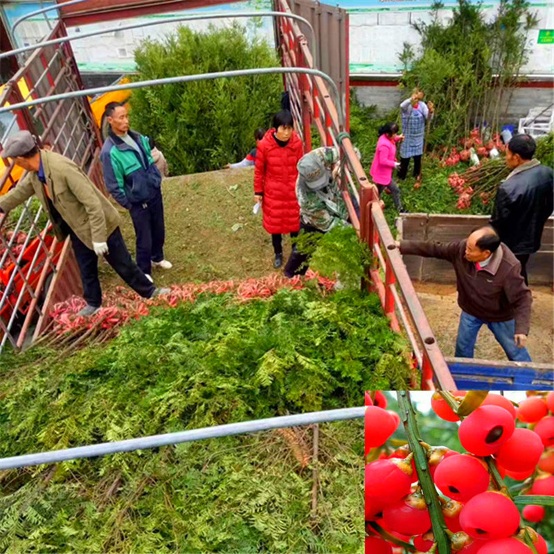 红豆杉南方红豆杉批发，三公分