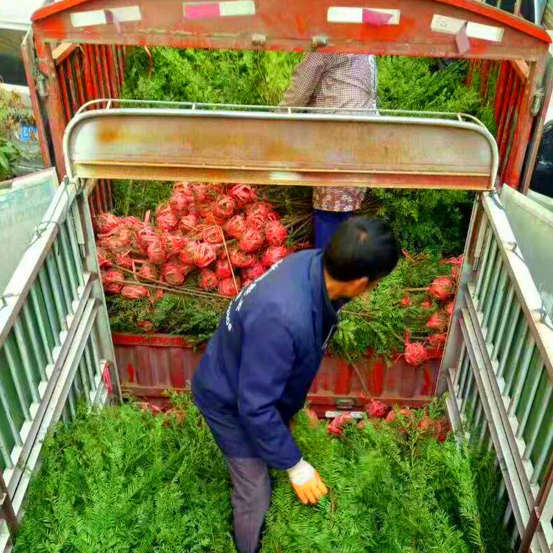 红豆杉南方红豆杉批发，三公分
